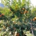 【年货节】大量供应砂糖橘满足电商微商一件代发等各路需求