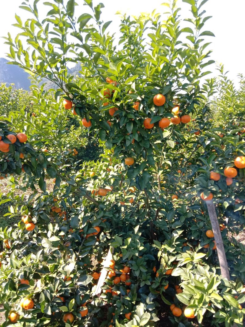 【年货节】大量供应砂糖橘满足电商微商一件代发等各路需求