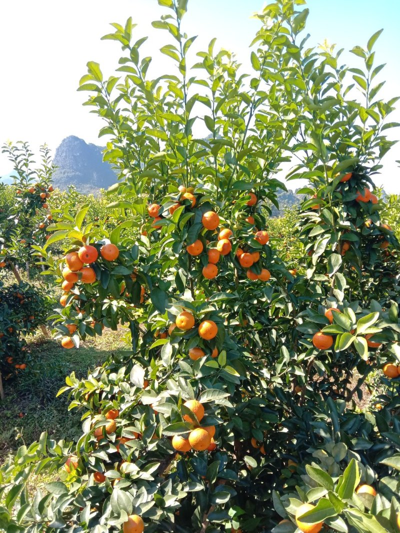 【年货节】大量供应砂糖橘满足电商微商一件代发等各路需求