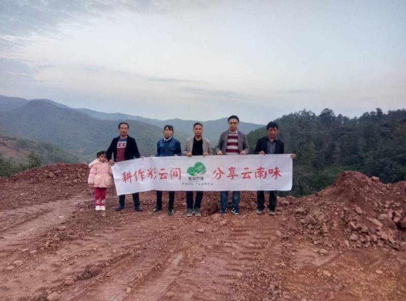 【有好货】云南彝族茯苓丁，可代打粉，道地药材，全国直发