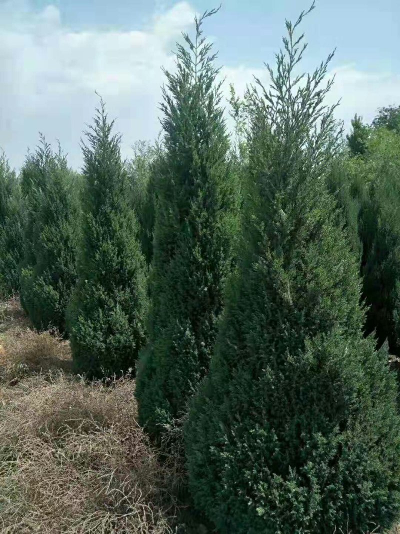 供应:蜀桧，各种规格的常绿树！