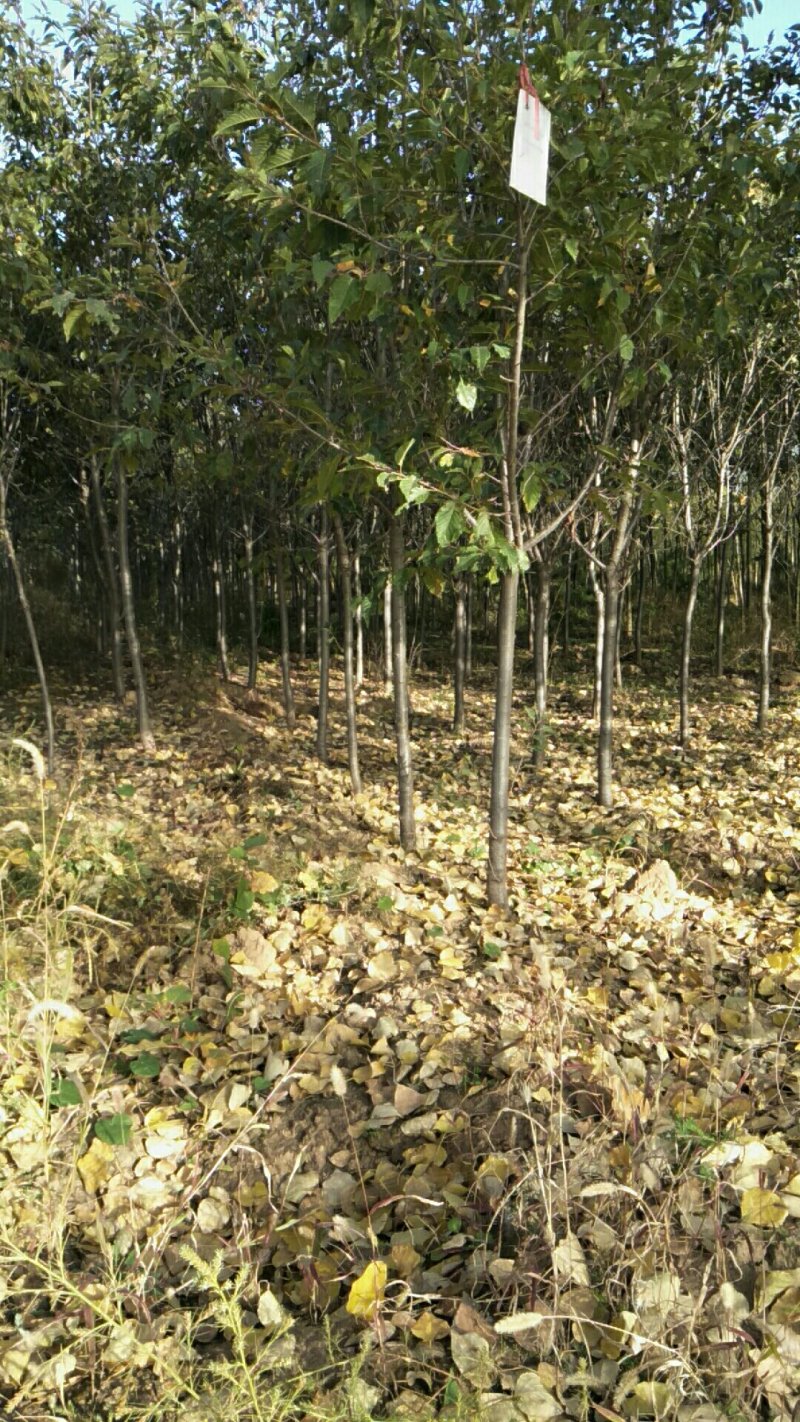 大量供应:晚樱，早樱，山樱桃