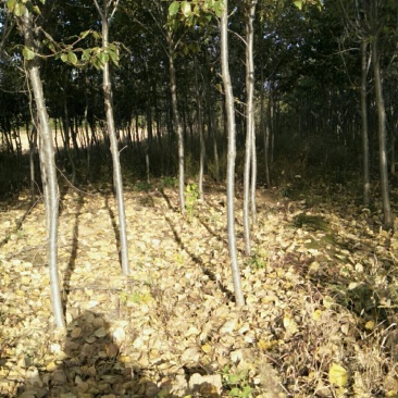 大量供应:晚樱，早樱，山樱桃