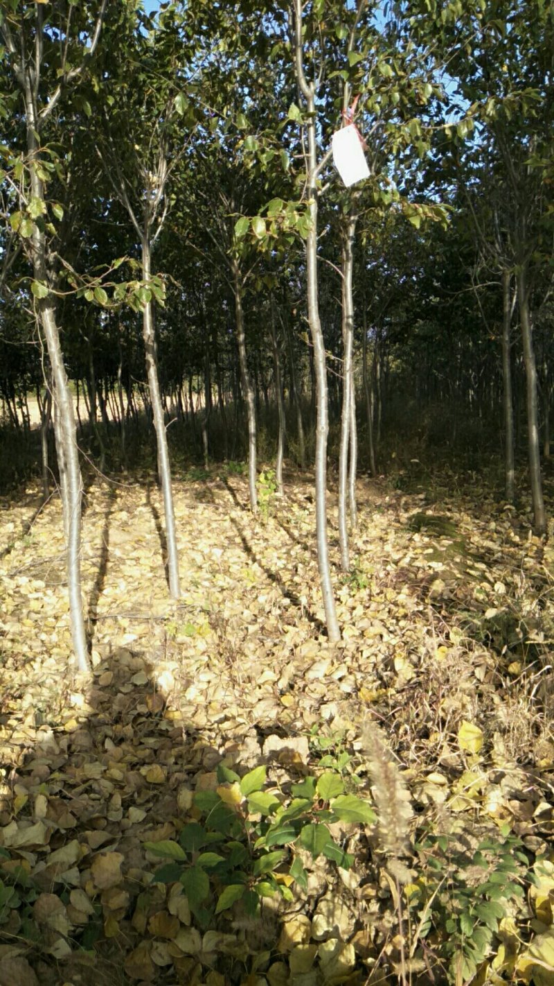 大量供应:晚樱，早樱，山樱桃
