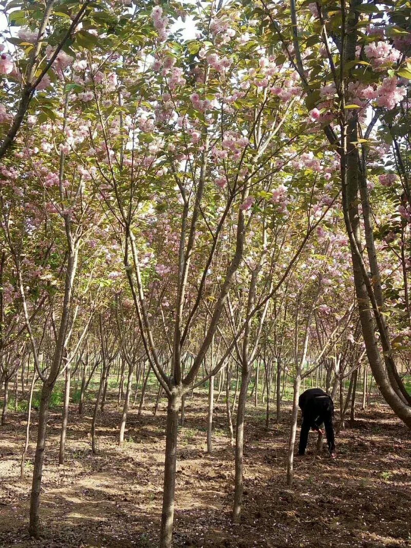 大量供应:晚樱，早樱，山樱桃