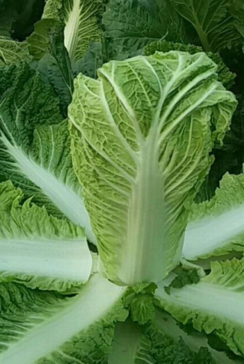 河北玉田北京三号大白菜绿60白菜各种精品蔬菜