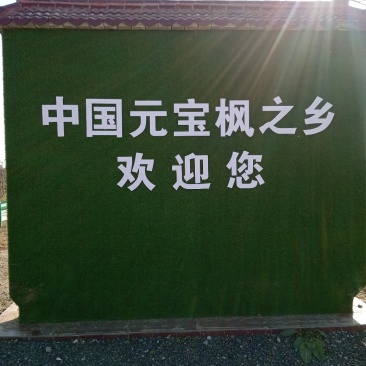 优质绿化苗五角枫产地直销大量供应规格全质量好