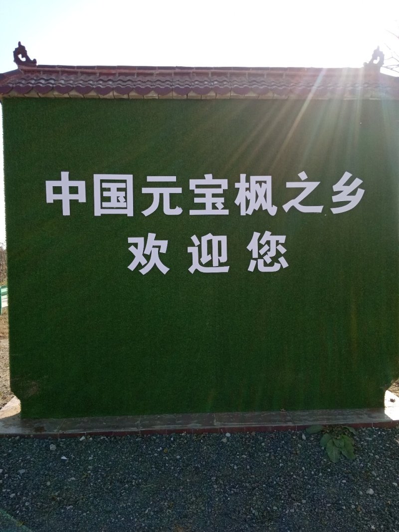 优质绿化苗五角枫产地直销大量供应规格全质量好