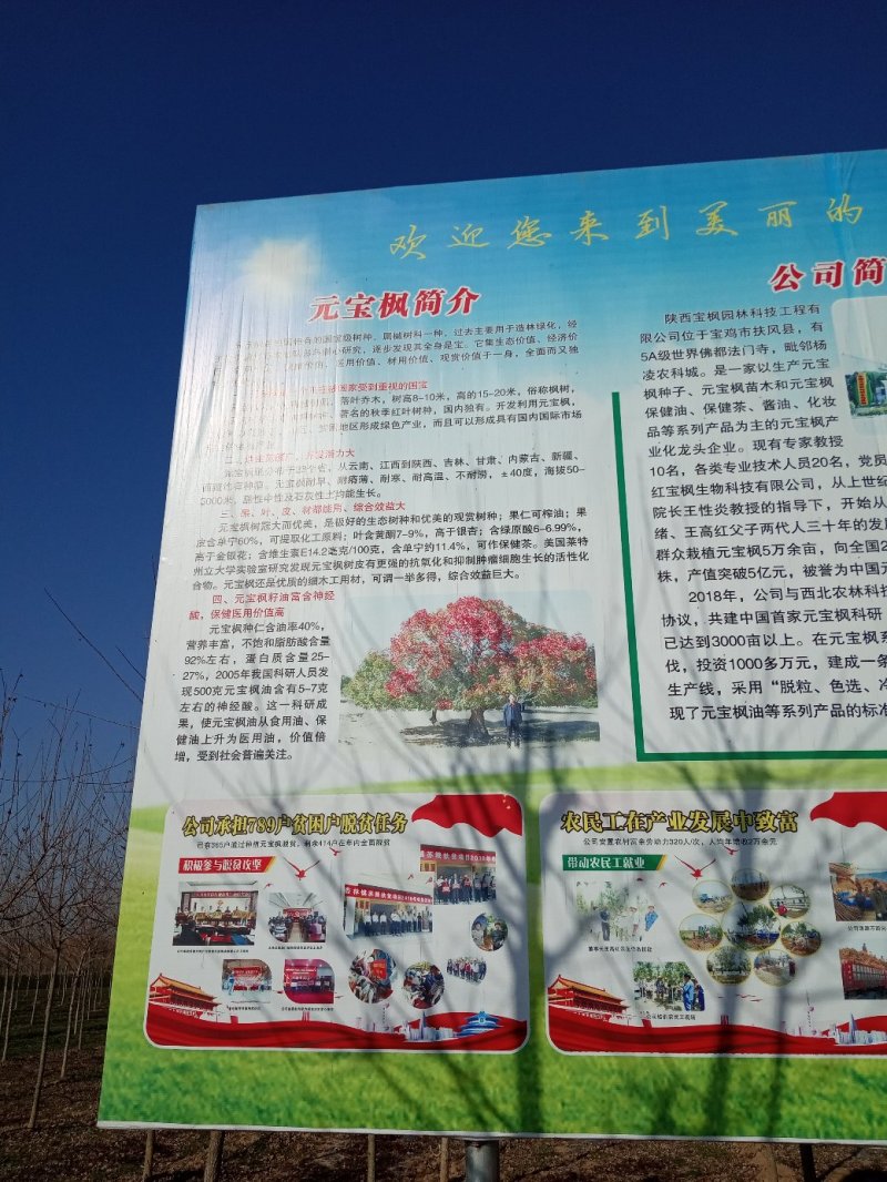 优质绿化苗五角枫产地直销大量供应规格全质量好