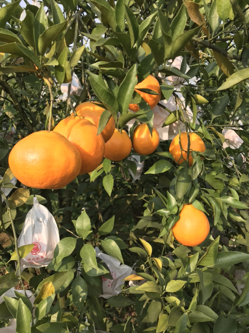 耙耙柑