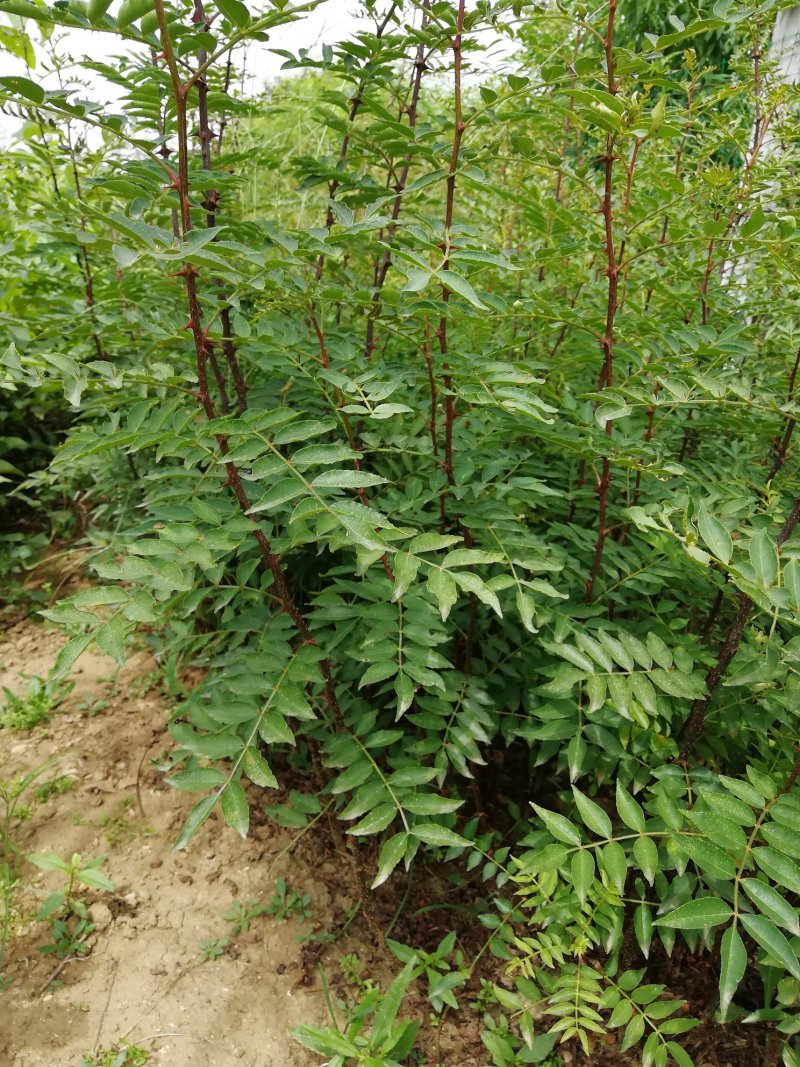 九叶青花椒苗批发优质青花椒苗无刺花椒苗批发