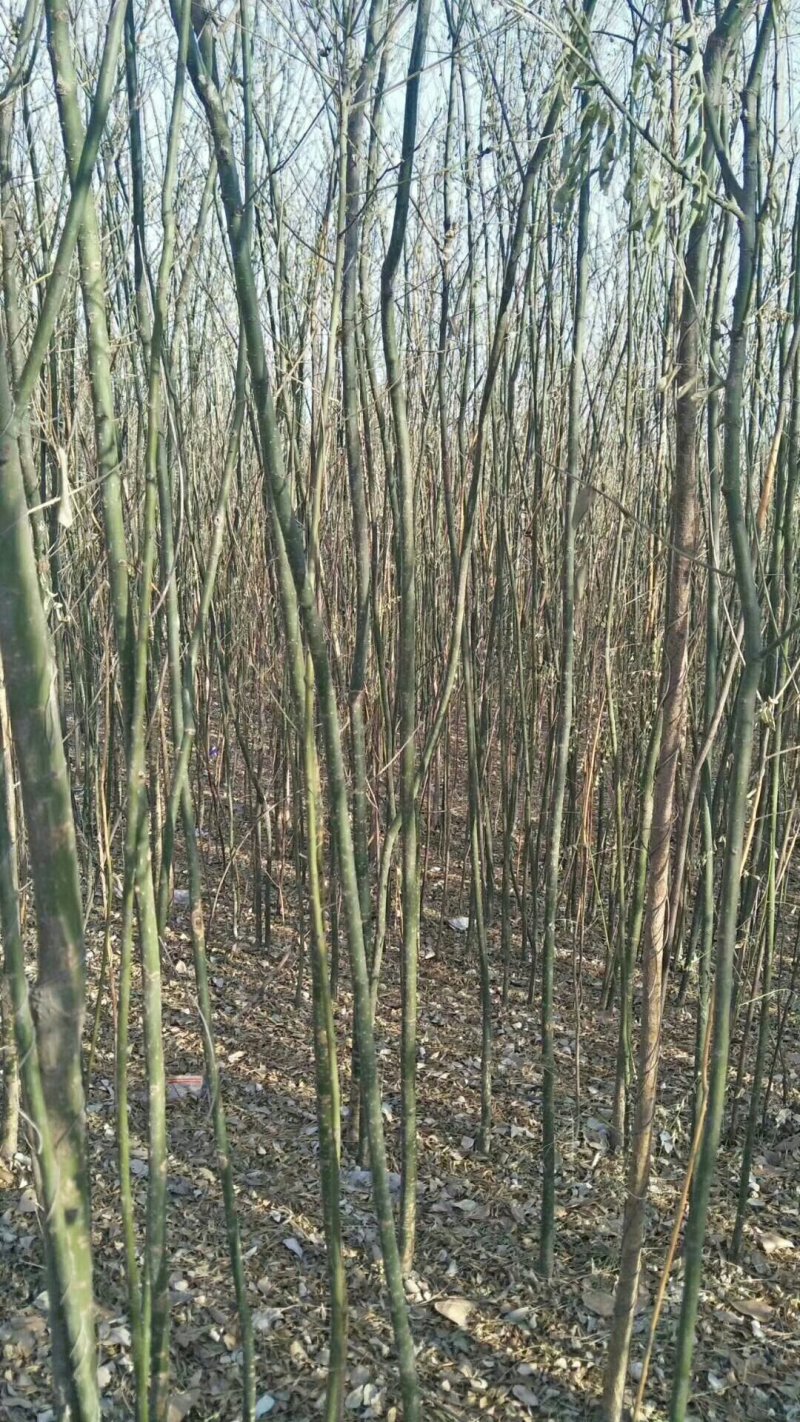 处理各种规格的，国槐小苗，定植一二级树，占地类国槐！