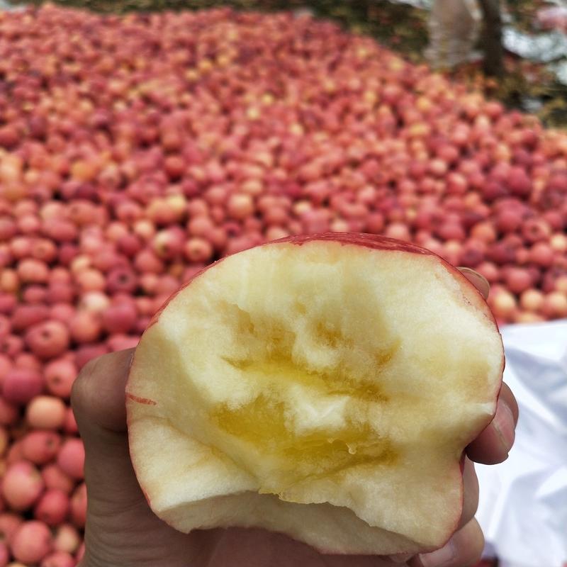 【一件代发】苹果洛川苹果社区团购【整箱包邮】新鲜脆甜