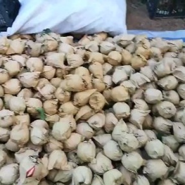 辽南水果