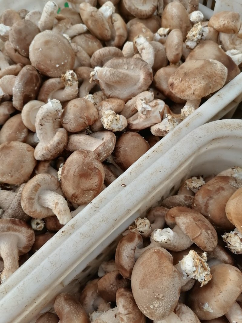 鲜香菇