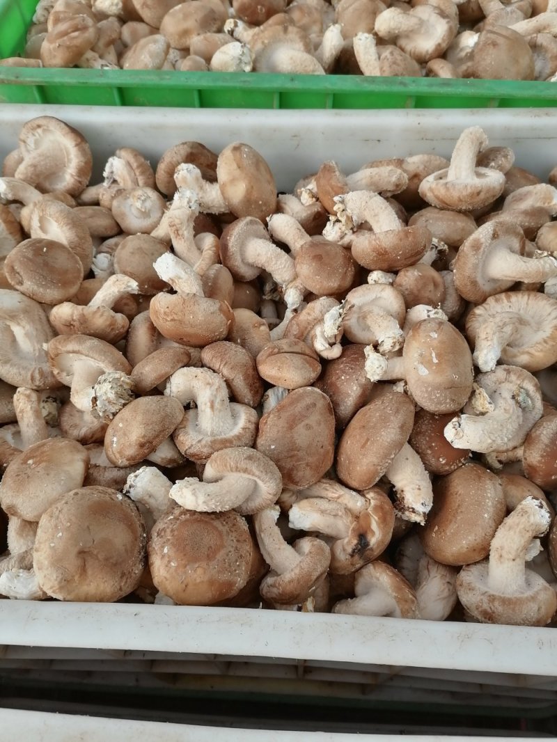 鲜香菇