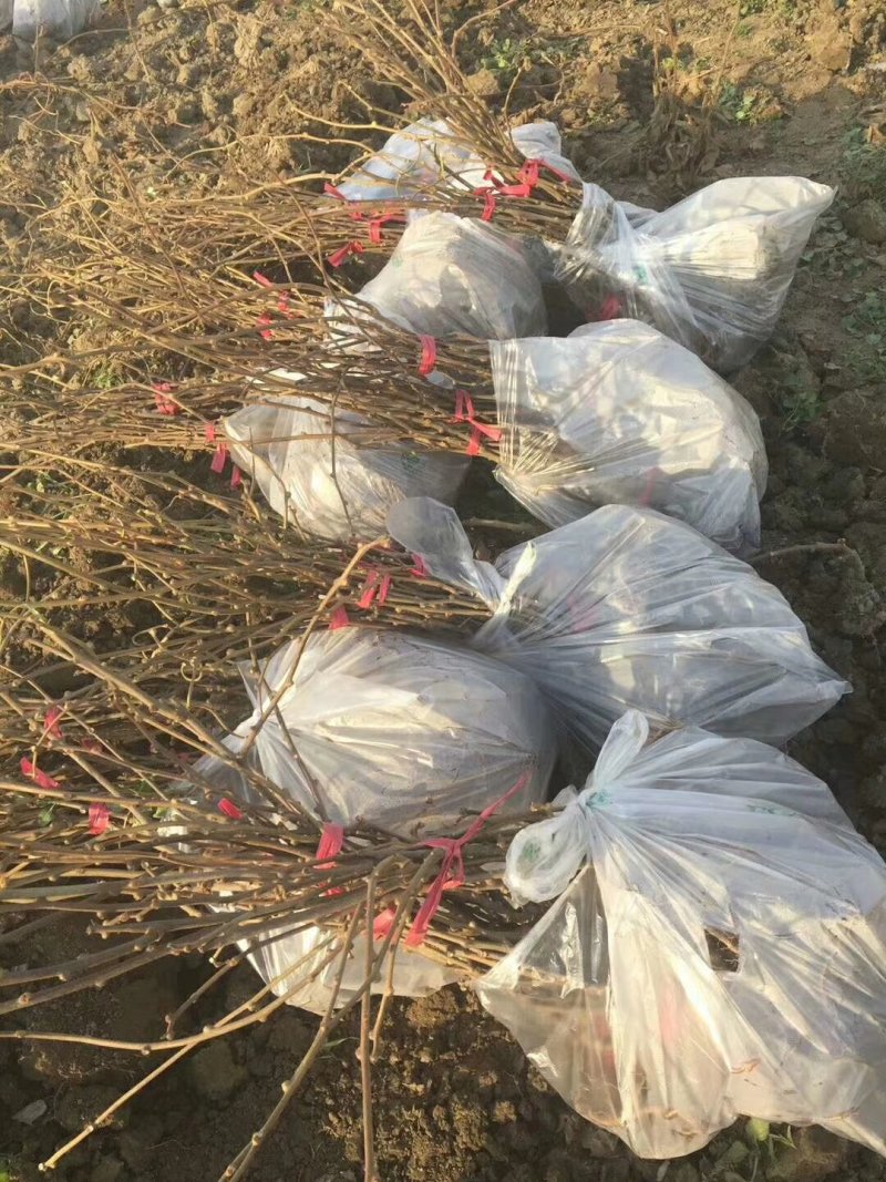红心猕猴桃苗当年可以结果山东猕猴桃苗基地