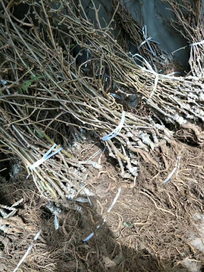 红心猕猴桃苗当年可以结果山东猕猴桃苗基地