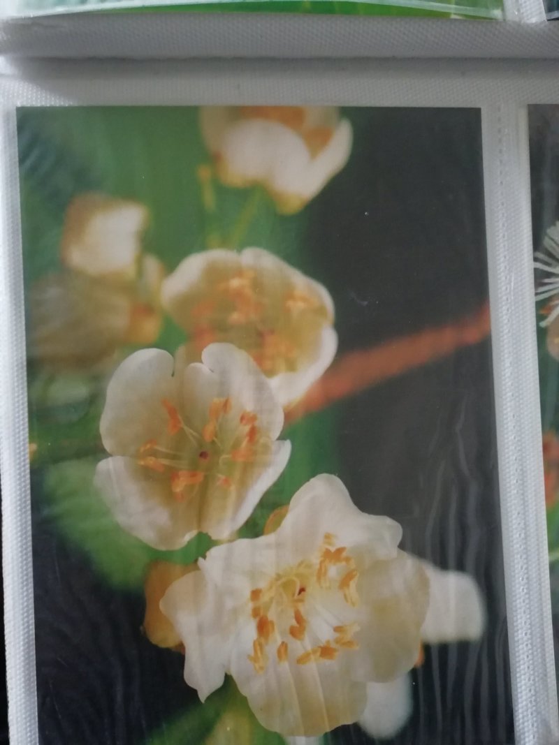 红心猕猴桃苗当年可以结果山东猕猴桃苗基地