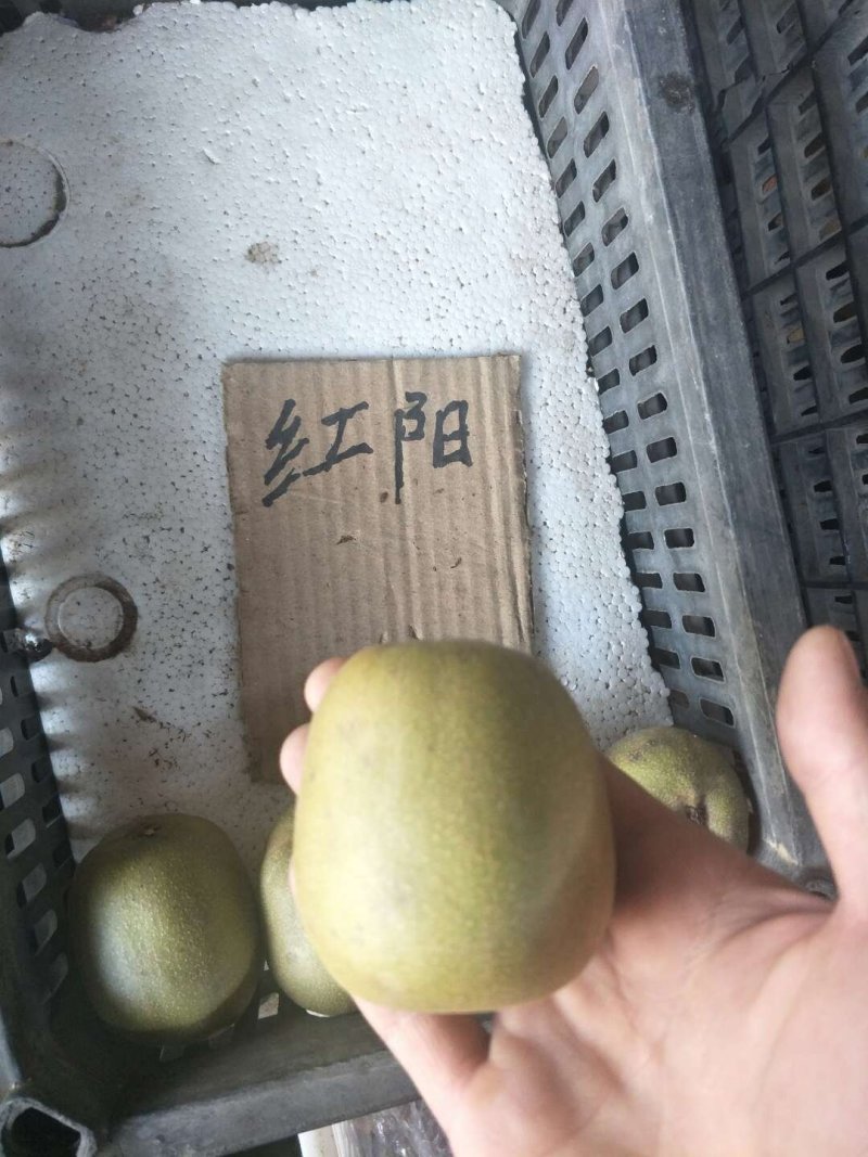 红心猕猴桃苗当年可以结果山东猕猴桃苗基地