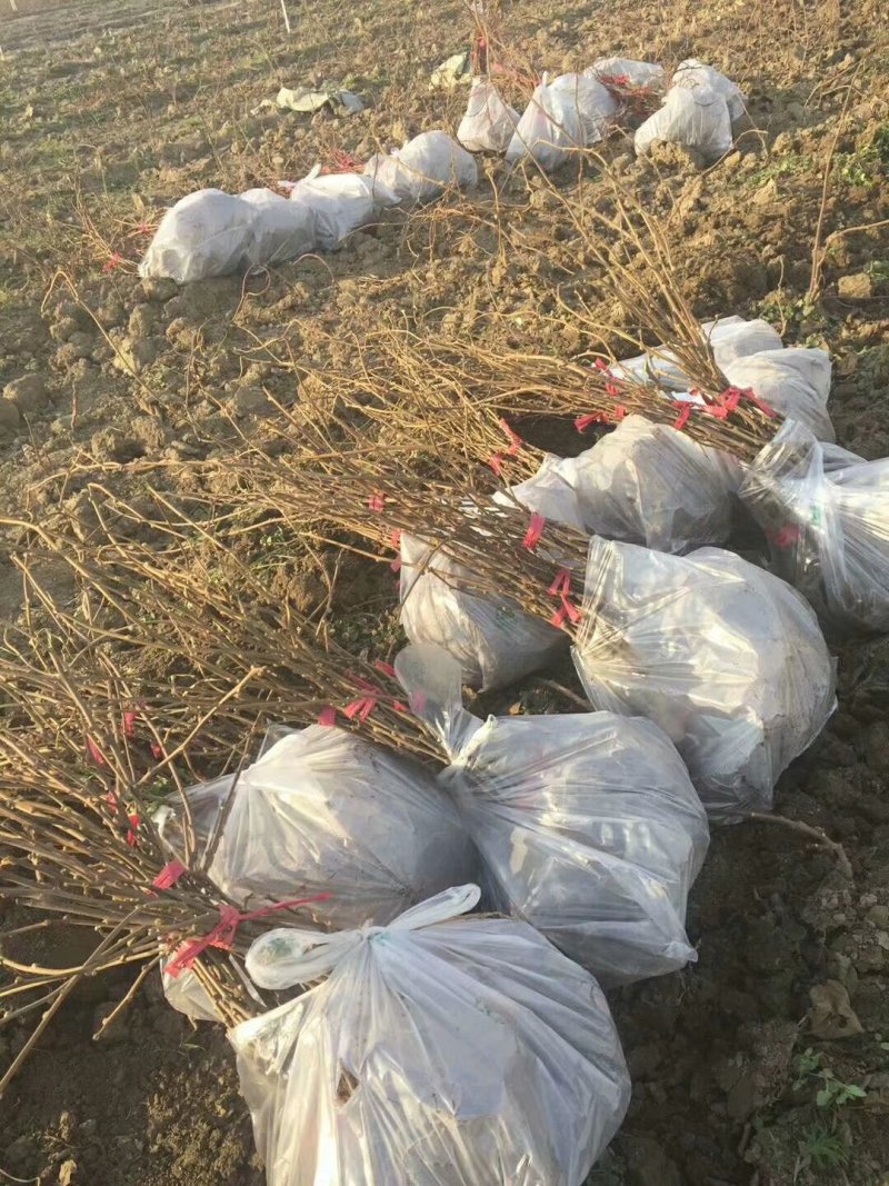 红心猕猴桃苗当年可以结果山东猕猴桃苗基地