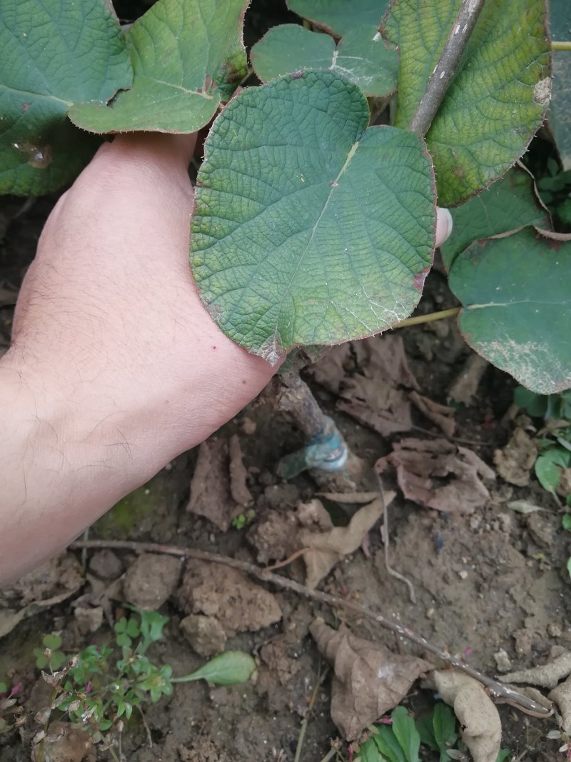 红心猕猴桃苗当年可以结果山东猕猴桃苗基地