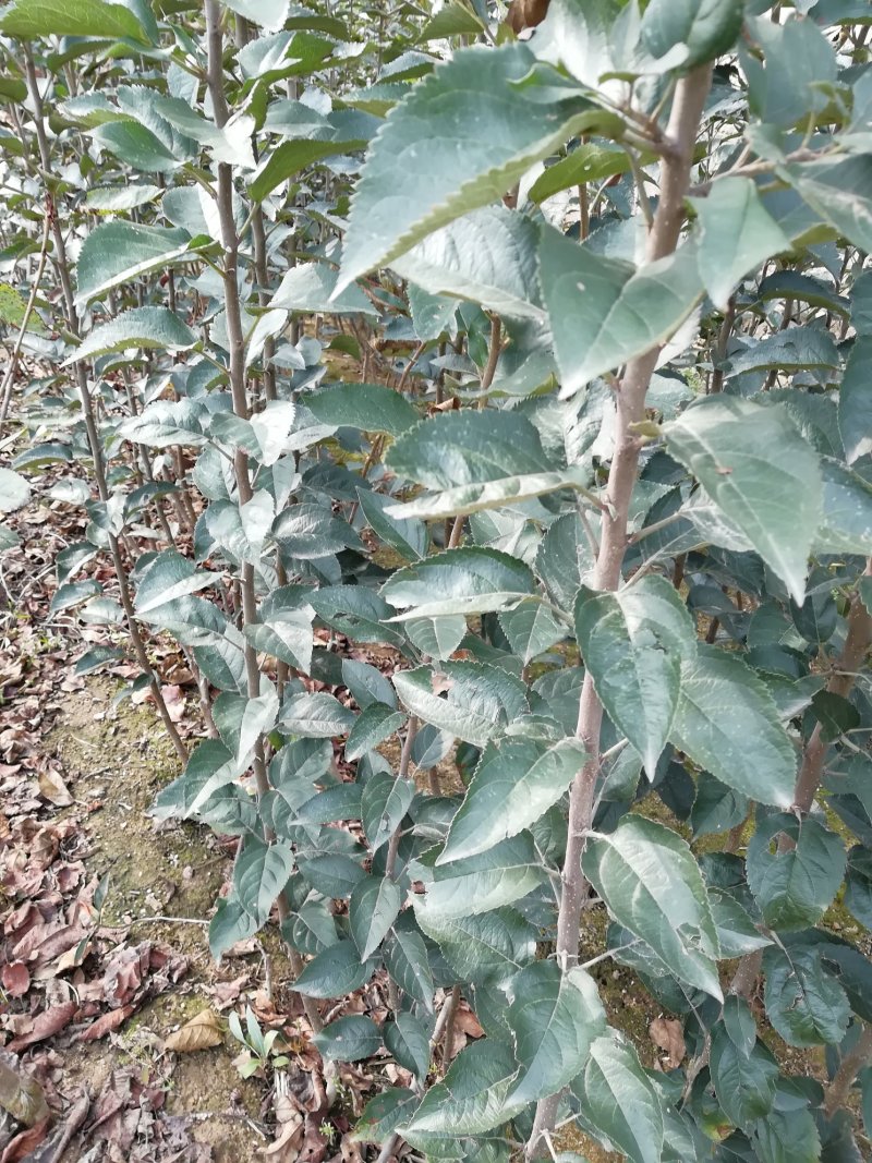 秦脆苹果树苗批发价优质晚熟苹果品种山东苹果苗