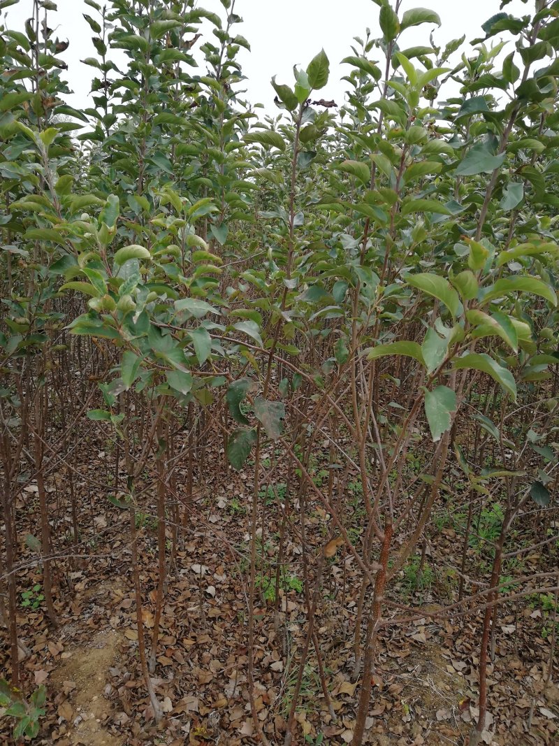 秦脆苹果树苗批发价优质晚熟苹果品种山东苹果苗