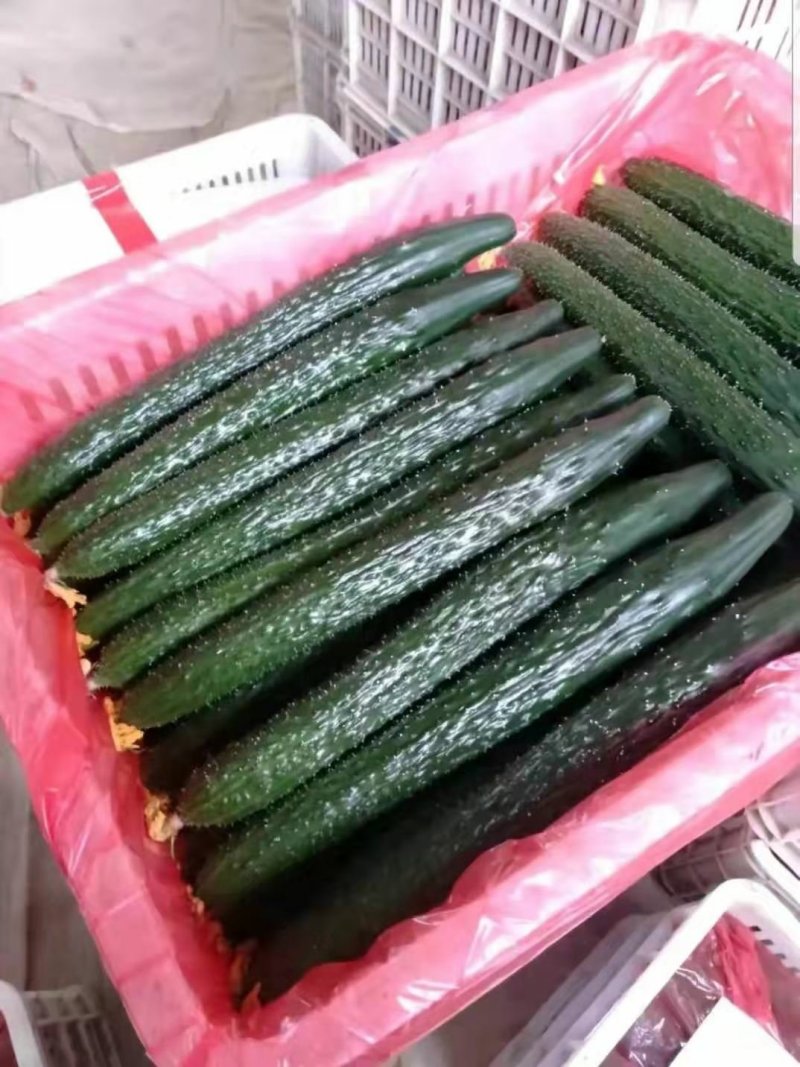 新鲜黄瓜大量上市中货源充足
