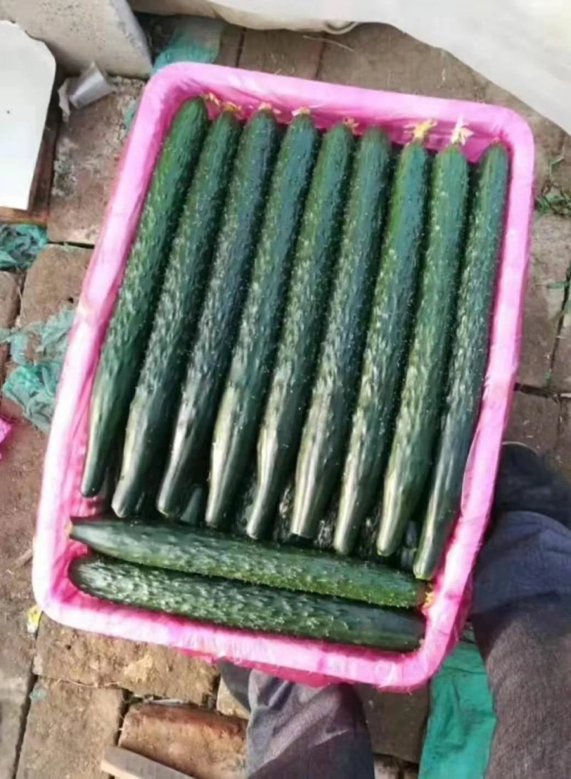 新鲜黄瓜大量上市中货源充足