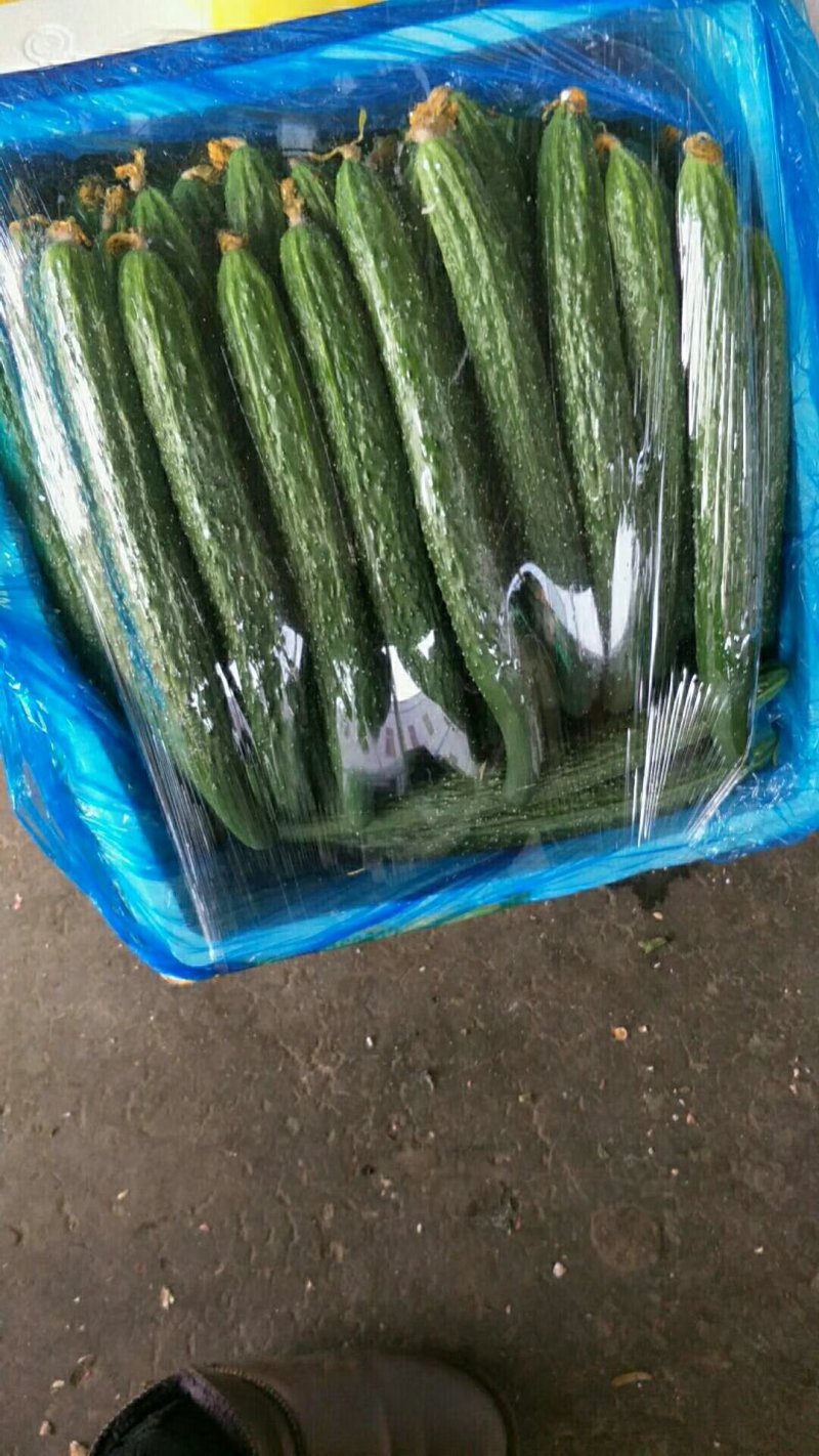 新鲜黄瓜大量上市中货源充足