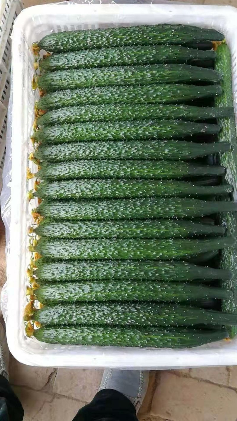 新鲜黄瓜大量上市中货源充足
