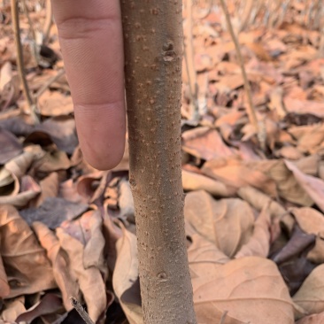 精品二年苗柿树，梨树品种多质量高，欢迎选购