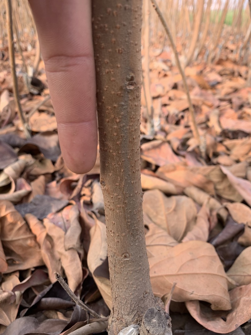 精品二年苗柿树，梨树品种多质量高，欢迎选购