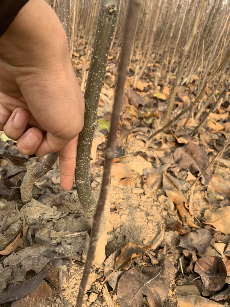 精品二年苗柿树，梨树品种多质量高，欢迎选购