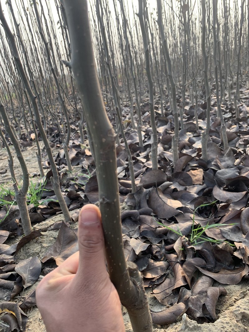 精品二年苗柿树，梨树品种多质量高，欢迎选购