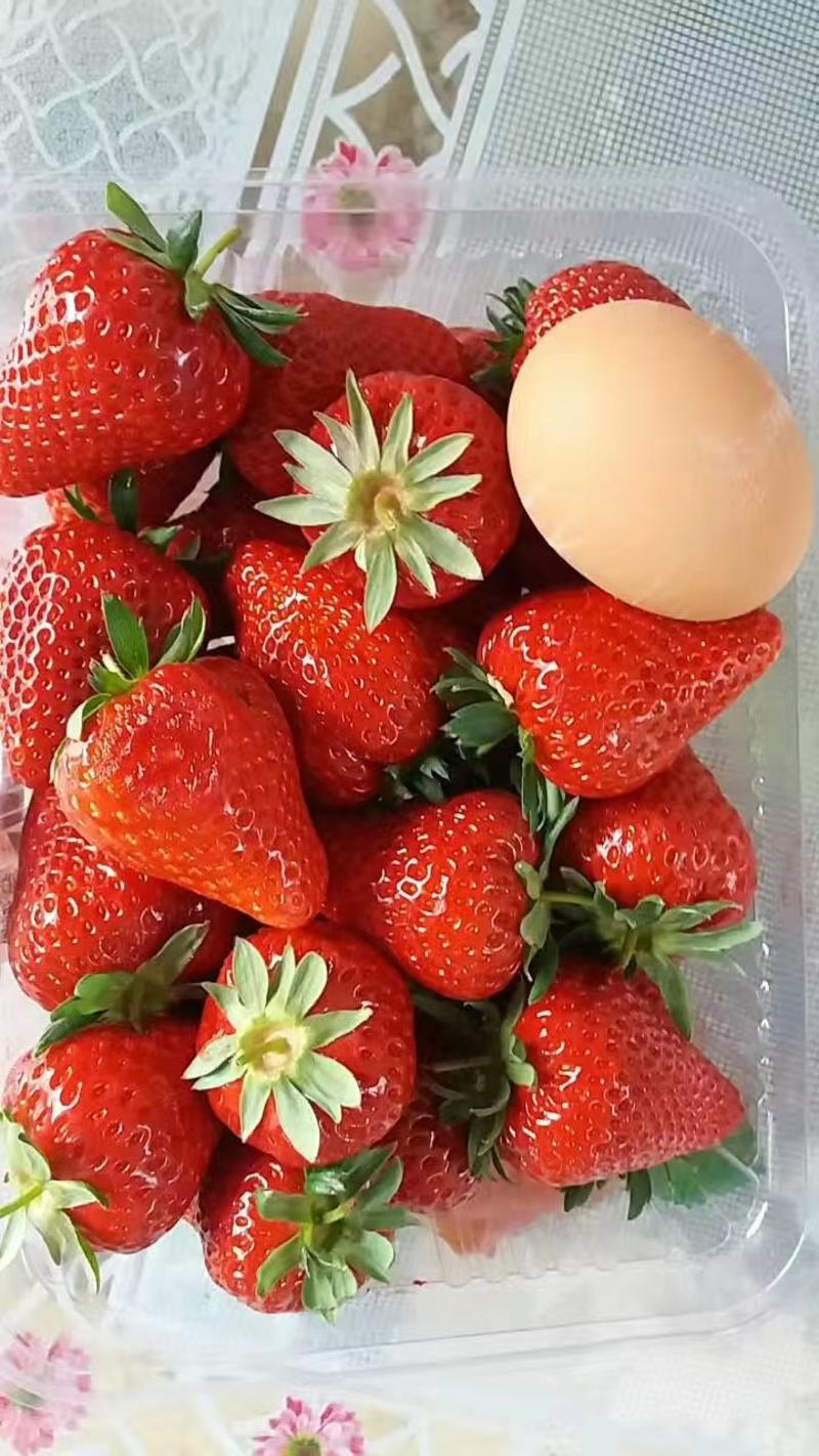 桃熏草莓苗包邮发货包成活山东草莓苗基地