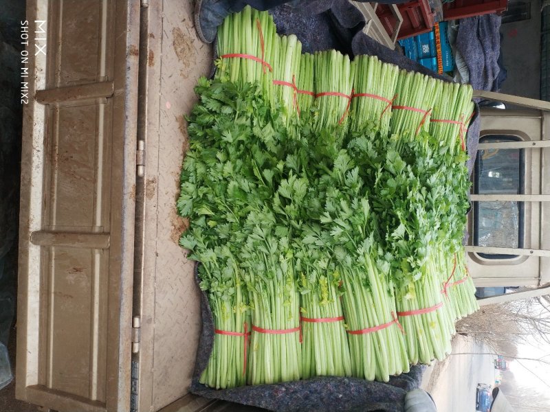 精品优质西芹，精品细棵西芹，现在上市，60cm