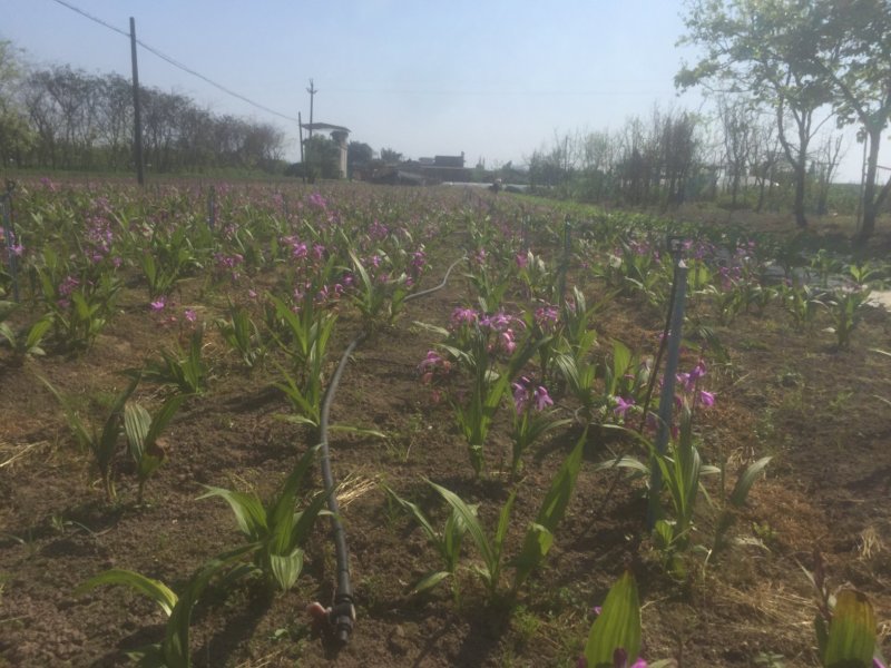紫花三叉白芨鲜货白及干货统货选货