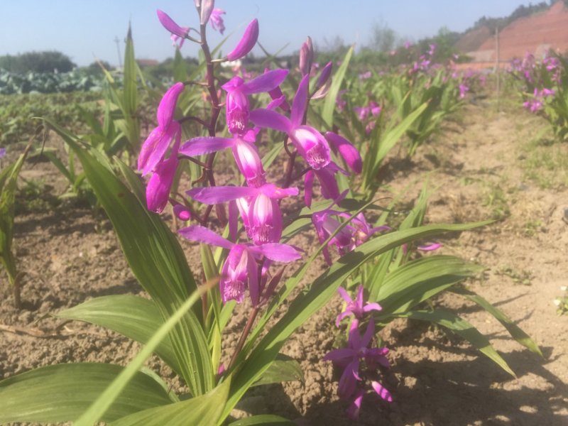 紫花三叉白芨鲜货白及干货统货选货