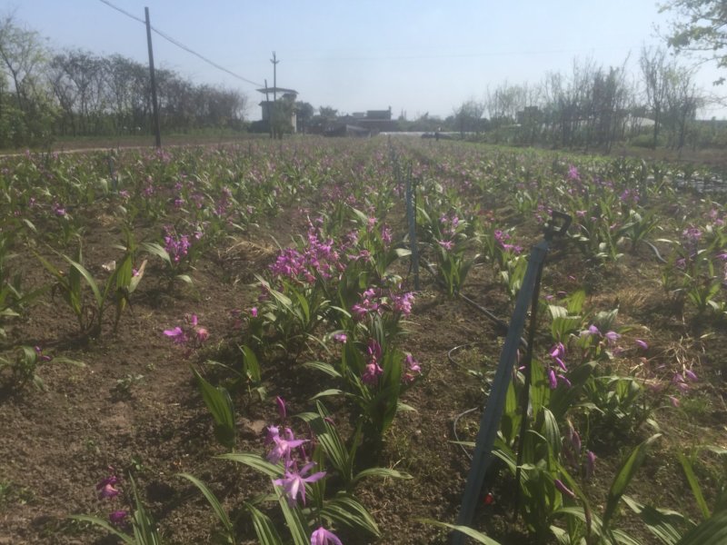 紫花三叉白芨鲜货白及干货统货选货