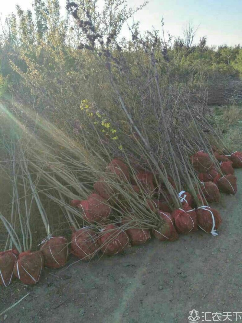 大量供应，丁香墩子，丁香苗，5--10个头以上