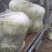 868大白菜