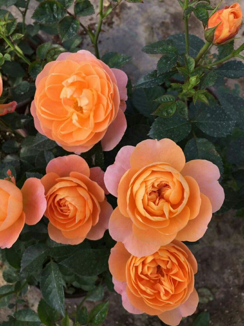 果汁阳台中苗微型月季花苗庭院带盆栽四季开花卉【带花苞发