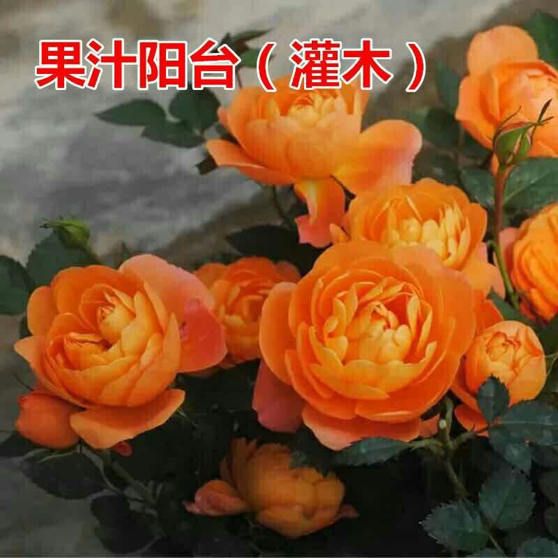果汁阳台中苗微型月季花苗庭院带盆栽四季开花卉【带花苞发