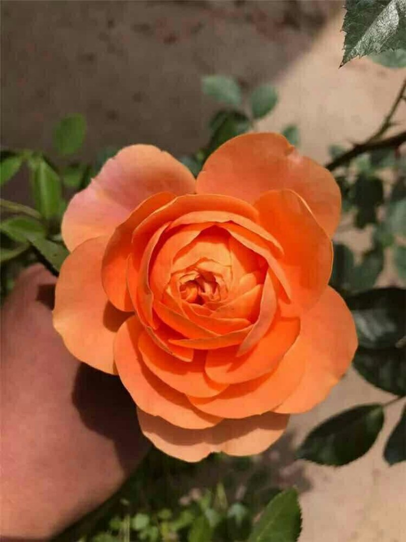 果汁阳台中苗微型月季花苗庭院带盆栽四季开花卉【带花苞发