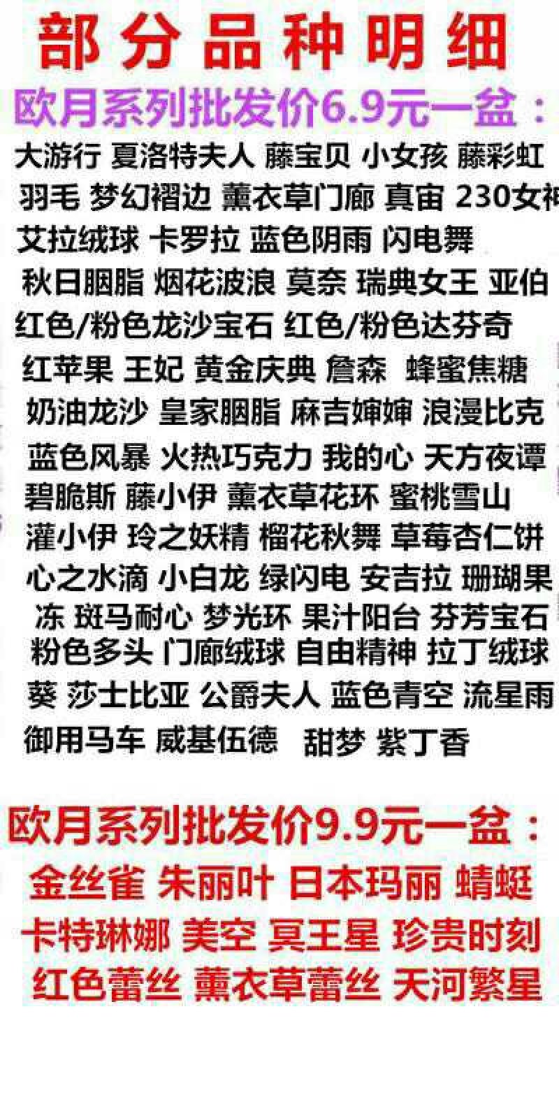 果汁阳台中苗微型月季花苗庭院带盆栽四季开花卉【带花苞发