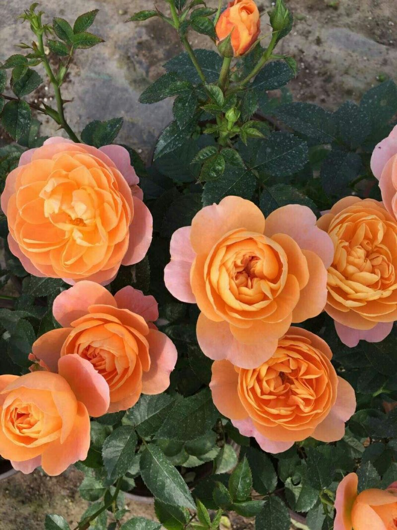 果汁阳台中苗微型月季花苗庭院带盆栽四季开花卉【带花苞发