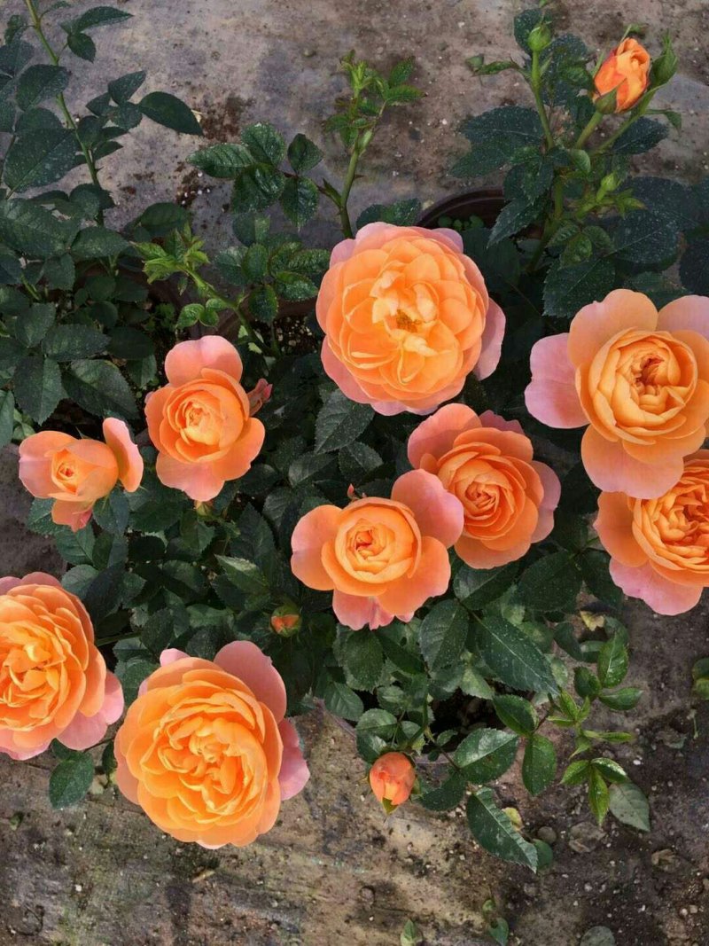 果汁阳台中苗微型月季花苗庭院带盆栽四季开花卉【带花苞发