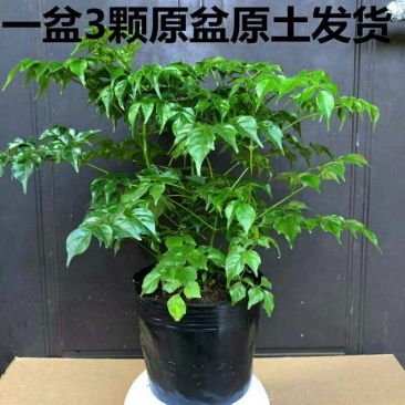 幸福树3颗幸福树大型植物客厅办公室盆栽